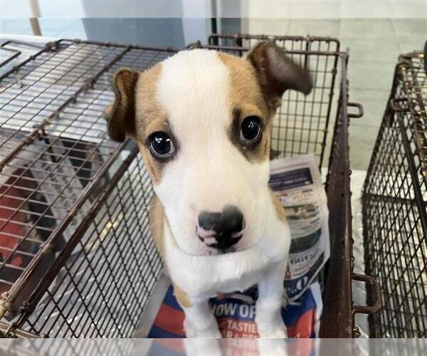 Medium Photo #1 Mutt Puppy For Sale in San Antonio, TX, USA