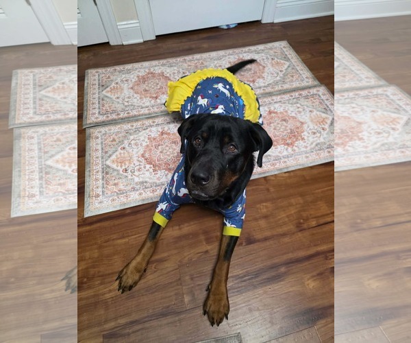 Medium Photo #12 Rottweiler-Unknown Mix Puppy For Sale in Westwood, NJ, USA
