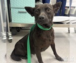 Small #2 Chihuahua Mix
