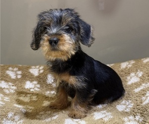 Dorkie Puppy for sale in WEBSTER, FL, USA