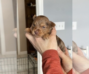 YorkiePoo Puppy for sale in FRANKLIN, VT, USA