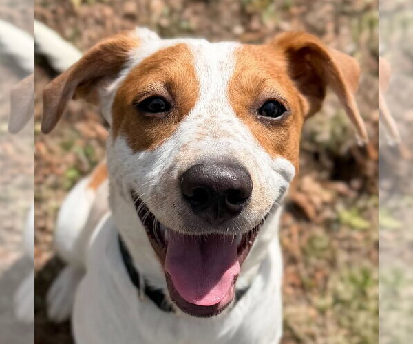 Medium Photo #1 Labrador Retriever-Unknown Mix Puppy For Sale in Jefferson, WI, USA