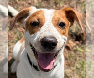 Labrador Retriever-Unknown Mix Dogs for adoption in Jefferson, WI, USA