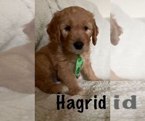 Goldendoodle Puppy for sale in LANSING, MI, USA