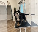Small Photo #6 Bernedoodle-Bernese Mountain Dog Mix Puppy For Sale in CANTON, GA, USA
