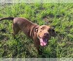 Small #1 Labrador Retriever Mix