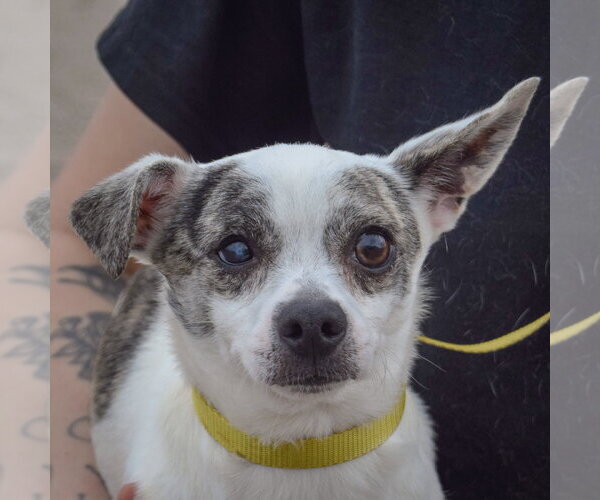 Medium Photo #1 Italian Greyhuahua Puppy For Sale in Huntley, IL, USA