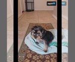 Small #1 Yorkshire Terrier