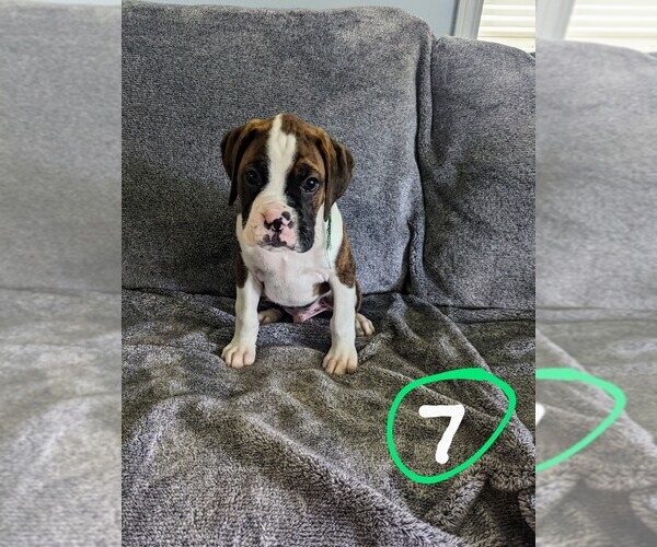 Medium Photo #6 Boxer Puppy For Sale in ZEELAND, MI, USA
