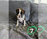 Small Photo #6 Boxer Puppy For Sale in ZEELAND, MI, USA