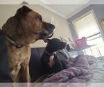 Small #9 American Pit Bull Terrier Mix