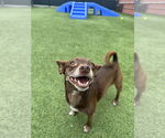 Small #8 Chihuahua Mix