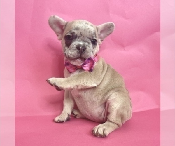 Medium Photo #4 French Bulldog Puppy For Sale in OAKLAND, CA, USA