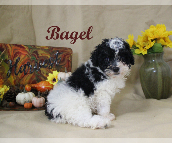 Medium Photo #22 Poodle (Toy) Puppy For Sale in CHANUTE, KS, USA