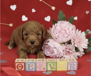 Poodle (Toy) Puppy for sale in MATTOON, IL, USA