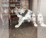 Small Photo #73 Great Dane Puppy For Sale in PIERSON, MI, USA