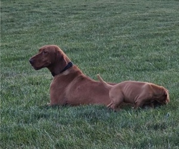 Medium Photo #1 Vizsla Puppy For Sale in DENVER, PA, USA