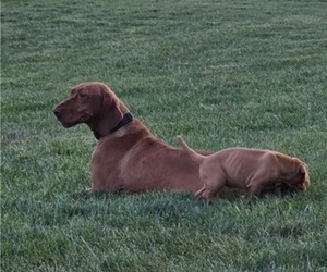 Mother of the Vizsla puppies born on 07/01/2026