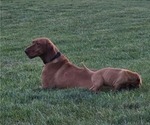 Small Photo #1 Vizsla Puppy For Sale in DENVER, PA, USA