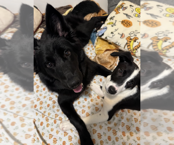 Medium Photo #6 Mutt Puppy For Sale in Brooklyn, NY, USA