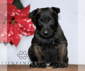 Belgian Malinois Puppy for sale in STRASBURG, PA, USA