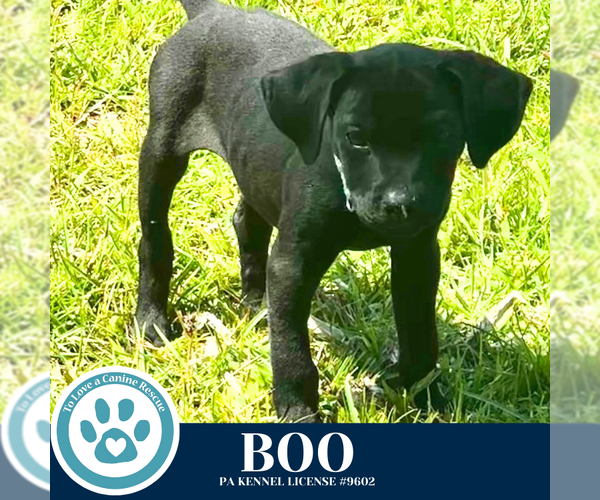 Medium Photo #4 Labrador Retriever-Unknown Mix Puppy For Sale in Kimberton, PA, USA