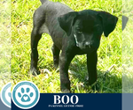 Small #3 Labrador Retriever Mix