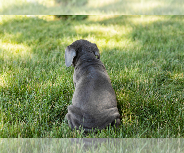 Medium Photo #5 Cane Corso Puppy For Sale in WAKARUSA, IN, USA