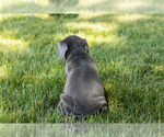 Small #4 Cane Corso