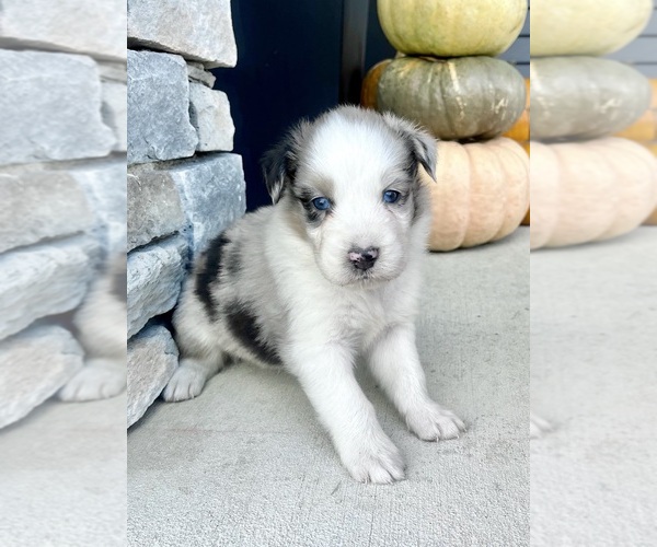 Medium Photo #2 Australian Shepherd Puppy For Sale in LODA, IL, USA