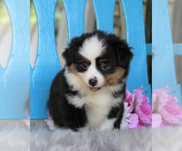 Medium Photo #3 Miniature Australian Shepherd Puppy For Sale in FREDERICKSBG, OH, USA