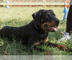 Small #1 Rottweiler