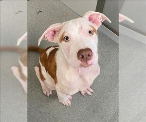 American Pit Bull Terrier Dogs for adoption in Fayetteville, NC, USA