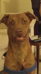 Labrador Retriever Dogs for adoption in PORT CHARLOTTE, FL, USA