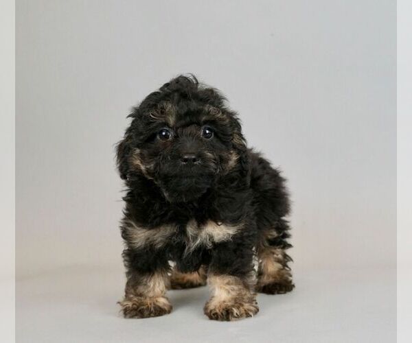 Medium Photo #4 Poodle (Toy)-Yorkshire Terrier Mix Puppy For Sale in WARSAW, IN, USA