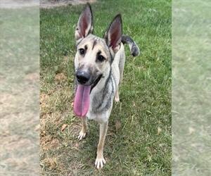 German Shepherd Dog-Unknown Mix Dogs for adoption in Conroe, TX, USA