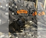 Small Photo #6 French Bulldog Puppy For Sale in OCALA, FL, USA