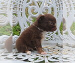 Small Photo #13 Chihuahua Puppy For Sale in HAYES, VA, USA
