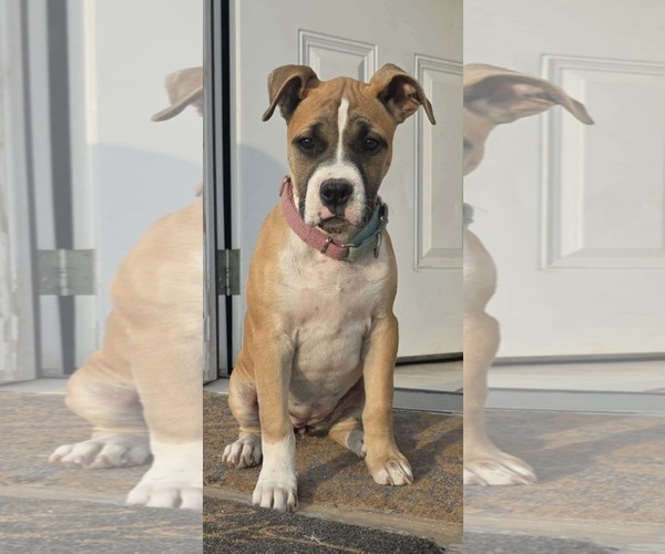 Medium Photo #1 Boxer Puppy For Sale in  Katy, TX, USA