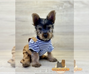 Yorkshire Terrier Puppy for sale in MORENO VALLEY, CA, USA