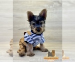 Small Yorkshire Terrier