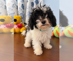 BichPoo puppies - Male Bichpoo Puppy for Sale - Photo #12