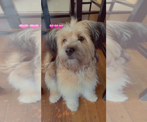 Cavachon-German Shepherd Dog Mix Puppy for sale in BROOKLYN, NY, USA