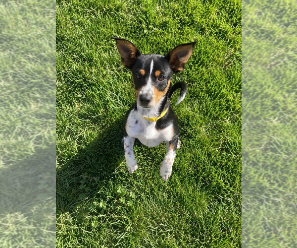 Medium Photo #3 Chihuahua-Unknown Mix Puppy For Sale in Salt Lake City, UT, USA