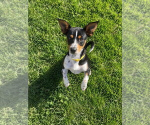 Sox - Male Chihuahua-Unknown Mix Dog for Adoption - Photo #3