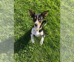 Small Photo #3 Chihuahua-Unknown Mix Puppy For Sale in Salt Lake City, UT, USA