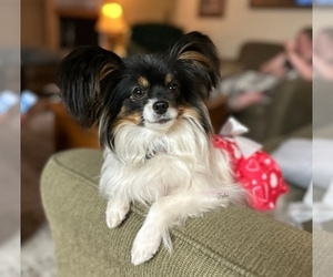 Mother of the Papillon puppies born on 07/25/2026