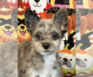 Pom-A-Poo Puppy for sale in BEECH GROVE, IN, USA