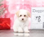 Small Photo #4 Poochon Puppy For Sale in BEL AIR, MD, USA