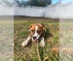 Small #5 Boxer Mix